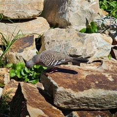 Ocyphaps lophotes (Crested Pigeon) at Adelaide, SA - 24 Dec 2024 by Mike