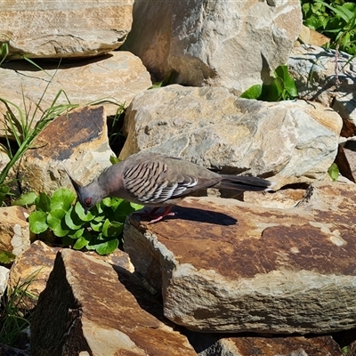 Ocyphaps lophotes (Crested Pigeon) at Adelaide, SA - 24 Dec 2024 by Mike