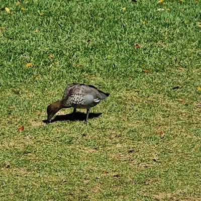 Chenonetta jubata (Australian Wood Duck) at Adelaide, SA - 24 Dec 2024 by Mike