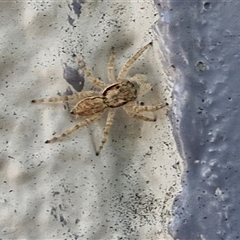 Unidentified Jumping or peacock spider (Salticidae) at Narangba, QLD - 24 Dec 2024 by trevorpreston