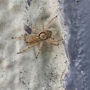 Unidentified Jumping or peacock spider (Salticidae) at Narangba, QLD by trevorpreston