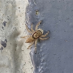 Salticidae (family) at Narangba, QLD - 24 Dec 2024 11:17 AM