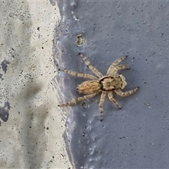 Salticidae (family) at Narangba, QLD - 24 Dec 2024 11:17 AM