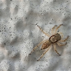 Salticidae (family) at Narangba, QLD - 24 Dec 2024 11:17 AM