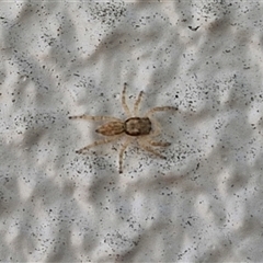 Salticidae (family) at Narangba, QLD - 24 Dec 2024 11:17 AM