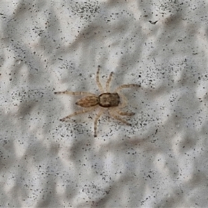 Salticidae (family) at Narangba, QLD - 24 Dec 2024 11:17 AM