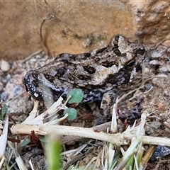 Unverified Frog at Narangba, QLD - 24 Dec 2024 by trevorpreston