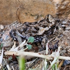 Unidentified Frog at Narangba, QLD - 23 Dec 2024 by trevorpreston