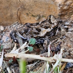 Unidentified Frog at Narangba, QLD by trevorpreston