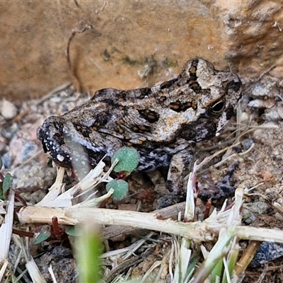 Unverified Frog at Narangba, QLD - 24 Dec 2024 by trevorpreston