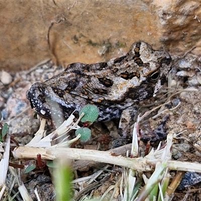 Unidentified Frog at Narangba, QLD - 23 Dec 2024 by trevorpreston