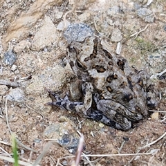 Rhinella marina at Narangba, QLD - 24 Dec 2024 10:54 AM