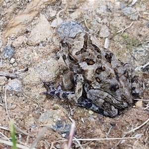 Rhinella marina at Narangba, QLD - 24 Dec 2024 10:54 AM