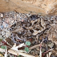 Rhinella marina at Narangba, QLD - 24 Dec 2024 10:54 AM