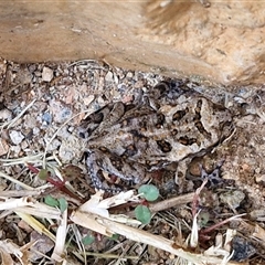 Rhinella marina at Narangba, QLD - 24 Dec 2024 10:54 AM