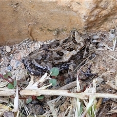 Rhinella marina at Narangba, QLD - 24 Dec 2024 10:54 AM