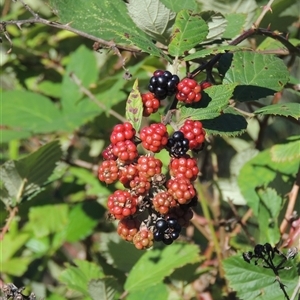 Rubus anglocandicans (Blackberry) at Tharwa, ACT by MichaelBedingfield