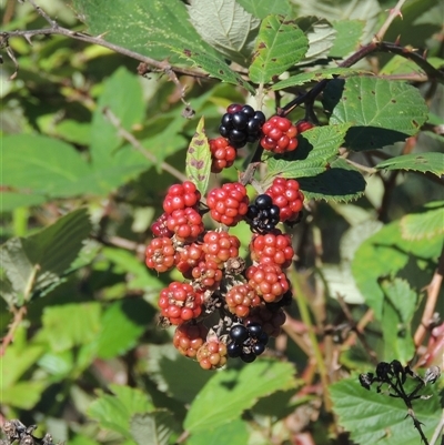 Rubus anglocandicans (Blackberry) at Tharwa, ACT - 19 Jan 2024 by MichaelBedingfield