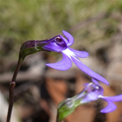 Lobelia dentata (Toothed Lobelia) at Glen Allen, NSW - 3 Nov 2024 by RobG1