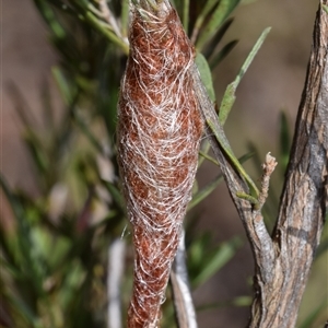 Austracantha minax at Jerrabomberra, NSW - 24 Dec 2024