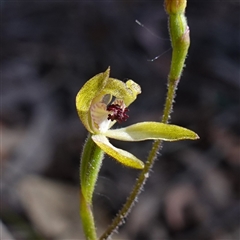 Caladenia transitoria (Green Caps) at Glen Allen, NSW - 3 Nov 2024 by RobG1