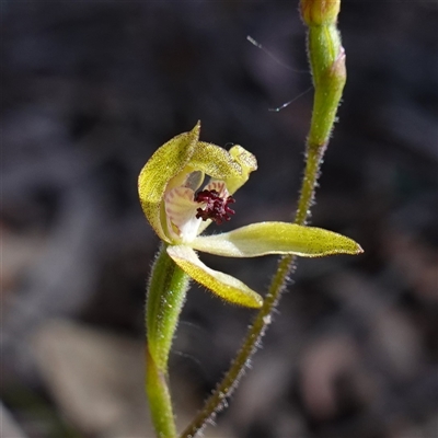 Caladenia transitoria (Green Caps) at Glen Allen, NSW - 3 Nov 2024 by RobG1