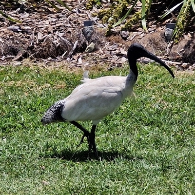 Threskiornis molucca (Australian White Ibis) at Redcliffe, QLD - 24 Dec 2024 by trevorpreston