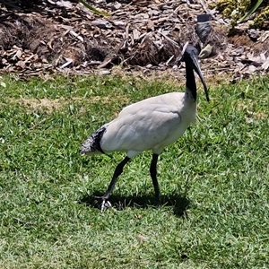 Threskiornis molucca at Redcliffe, QLD - 24 Dec 2024 12:19 PM