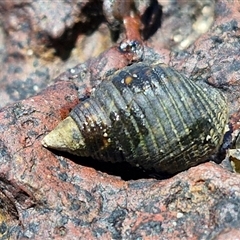 Unidentified Sea Snail or Limpet (Gastropoda) at Redcliffe, QLD - 24 Dec 2024 by trevorpreston