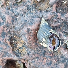 Unverified at suppressed - suppressed