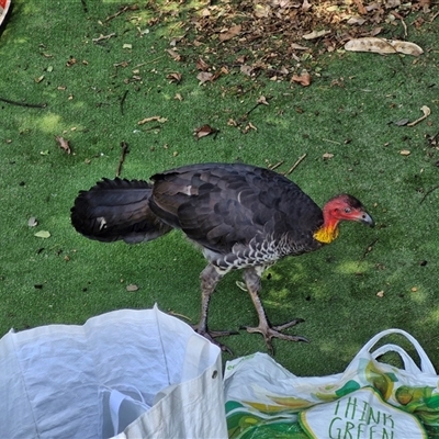 Alectura lathami (Australian Brush-turkey) at Redcliffe, QLD - 24 Dec 2024 by trevorpreston