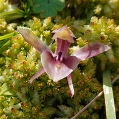 Chiloglottis valida at Glen Allen, NSW - 3 Nov 2024 by RobG1