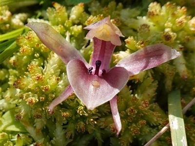 Chiloglottis valida (Large Bird Orchid) at Glen Allen, NSW - 3 Nov 2024 by RobG1