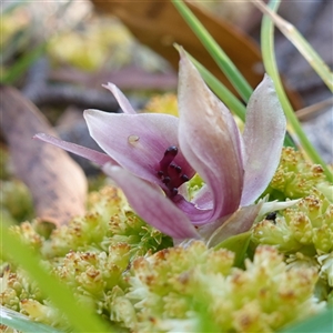 Chiloglottis valida at Glen Allen, NSW - suppressed