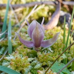 Chiloglottis valida at Glen Allen, NSW - suppressed