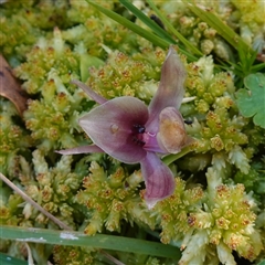 Chiloglottis valida at Glen Allen, NSW - suppressed