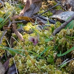 Chiloglottis valida at Glen Allen, NSW - suppressed