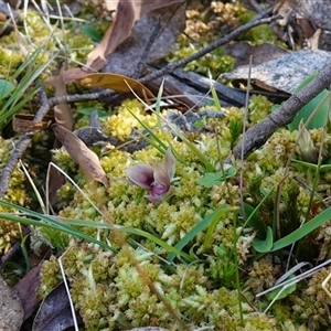 Chiloglottis valida at Glen Allen, NSW - suppressed