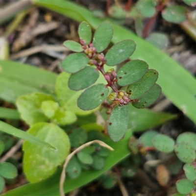 Unverified Other Wildflower or Herb at Narangba, QLD - 24 Dec 2024 by trevorpreston