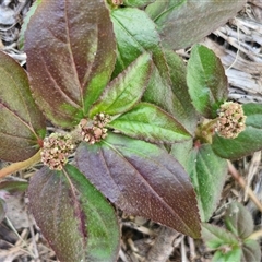 Unidentified Other Wildflower or Herb at Narangba, QLD - 23 Dec 2024 by trevorpreston