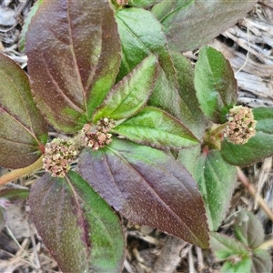 Unidentified Other Wildflower or Herb at Narangba, QLD by trevorpreston