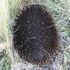 Tachyglossus aculeatus at Tantawangalo, NSW - 3 Nov 2024 07:03 PM