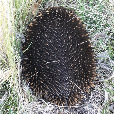 Tachyglossus aculeatus (Short-beaked Echidna) at Tantawangalo, NSW - 3 Nov 2024 by RobG1