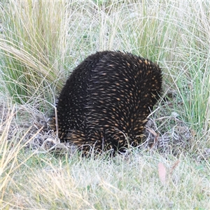 Tachyglossus aculeatus at Tantawangalo, NSW - 3 Nov 2024 07:03 PM