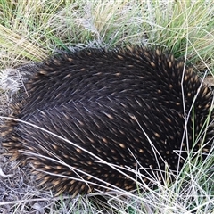 Tachyglossus aculeatus at Tantawangalo, NSW - 3 Nov 2024 07:03 PM