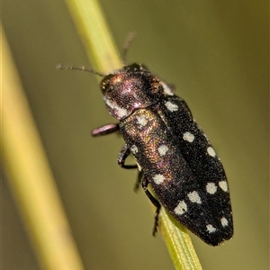 Diphucrania duodecimmaculata (12-spot jewel beetle) at Acton, ACT by Miranda