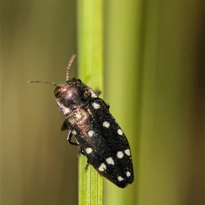 Diphucrania duodecimmaculata at Acton, ACT - 24 Dec 2024