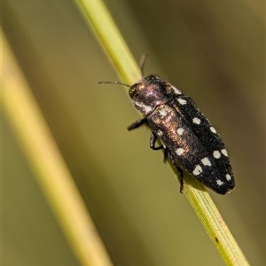 Diphucrania duodecimmaculata at Acton, ACT - 24 Dec 2024