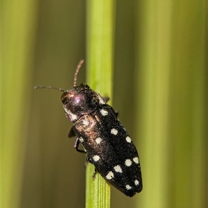 Diphucrania duodecimmaculata at Acton, ACT - 24 Dec 2024