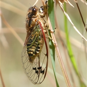 Galanga labeculata at Charleys Forest, NSW by arjay